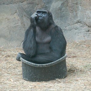bored gorilla