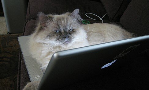 Cat on a laptop